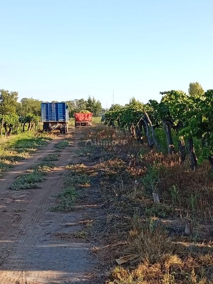 Finca en Venta en Lavalle, Mendoza