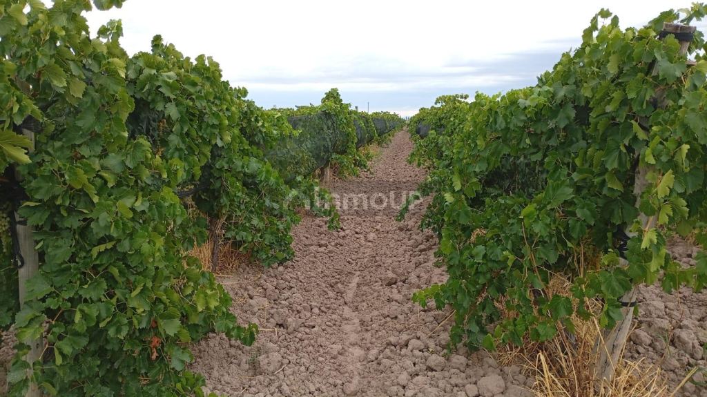 Finca en Venta en Lavalle, Mendoza