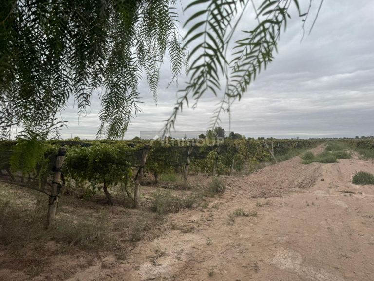 Finca en Venta en Lavalle, Mendoza