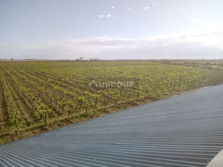 Finca en Venta en Lavalle, Mendoza