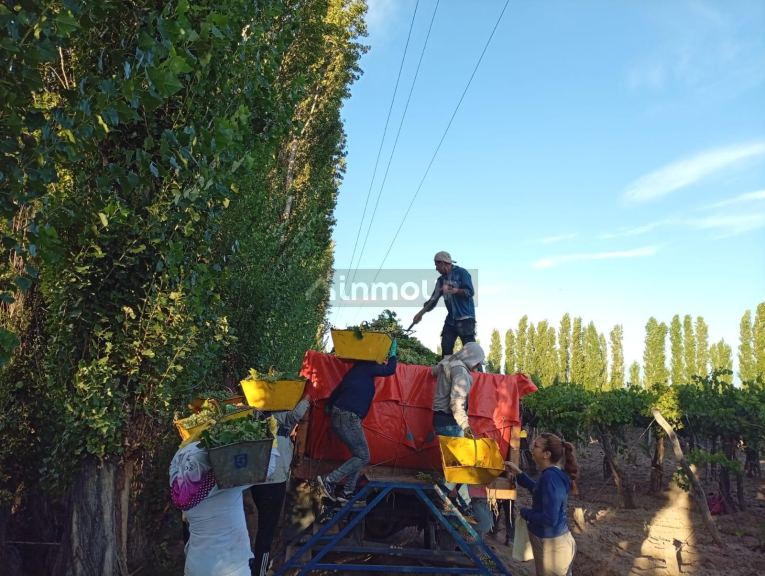 Finca en Venta en Lavalle, Mendoza