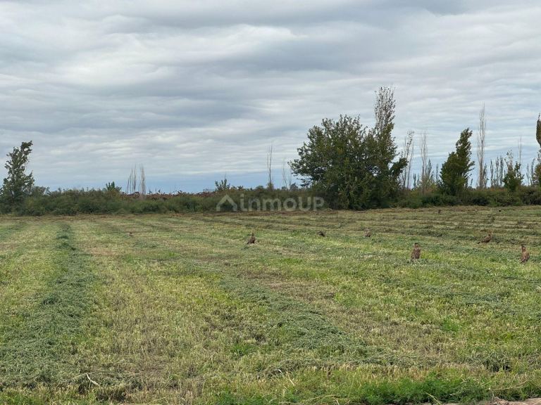 Finca en Venta en Lavalle, Mendoza