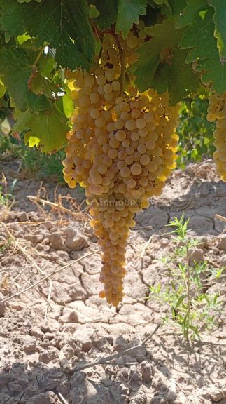 Finca en Venta en Lavalle, Mendoza