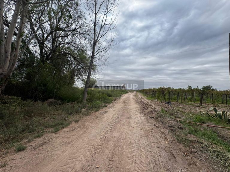 Finca en Venta en Lavalle, Mendoza