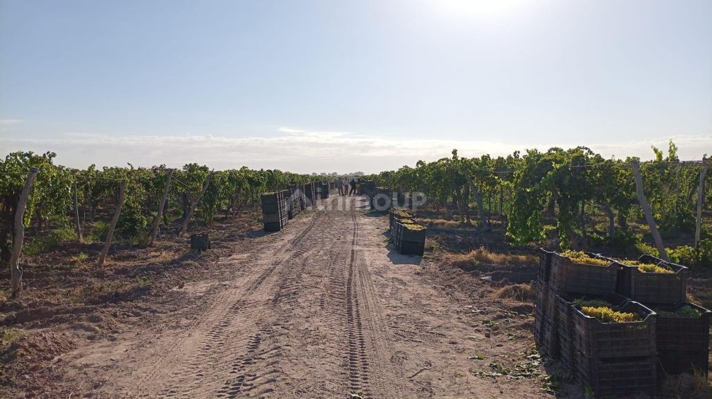 Finca en Venta en Lavalle, Mendoza