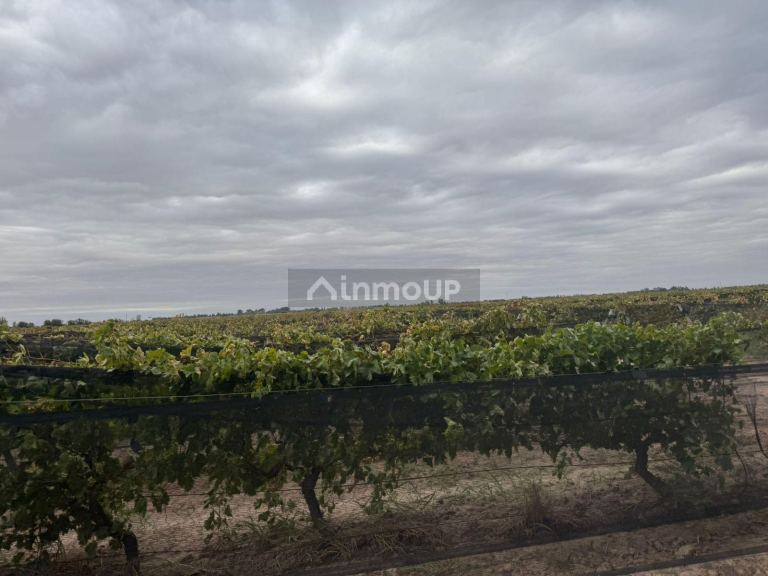 Finca en Venta en Lavalle, Mendoza