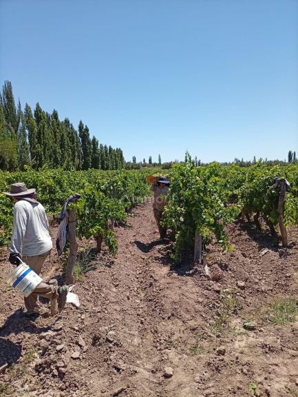 Finca en Venta en Lavalle, Mendoza