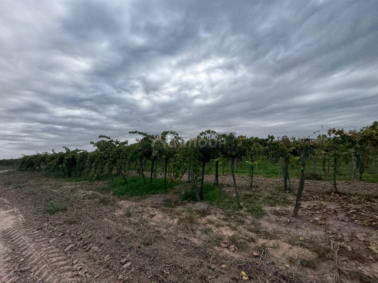 Finca en Venta en Lavalle, Mendoza