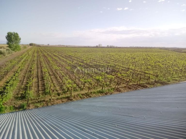 Finca en Venta en Lavalle, Mendoza