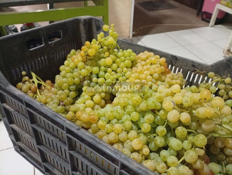 Finca en Venta en Lavalle, Mendoza