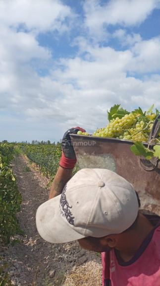 Finca en Venta en Lavalle, Mendoza