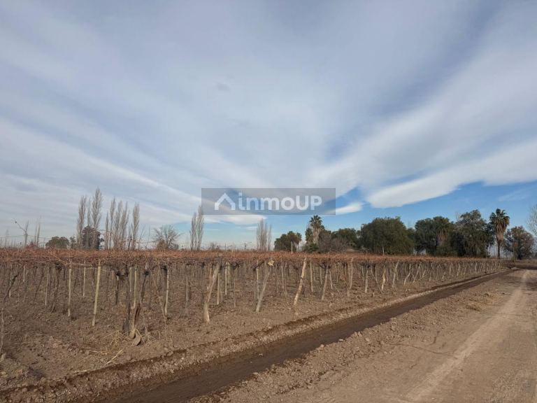 Finca en Venta en Lavalle, Mendoza