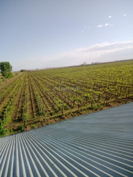 Finca en Venta en Lavalle, Mendoza