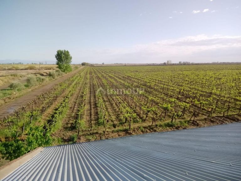 Finca en Venta en Lavalle, Mendoza