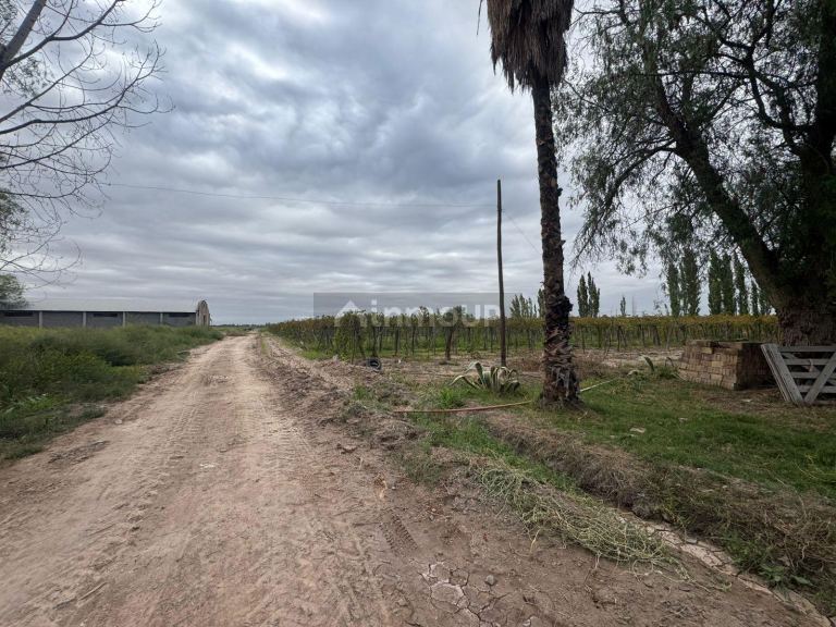 Finca en Venta en Lavalle, Mendoza