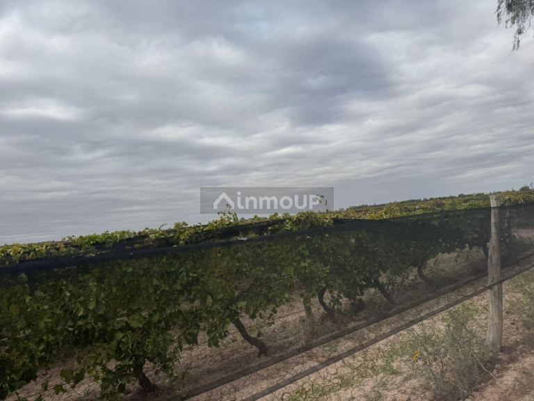 Finca en Venta en Lavalle, Mendoza