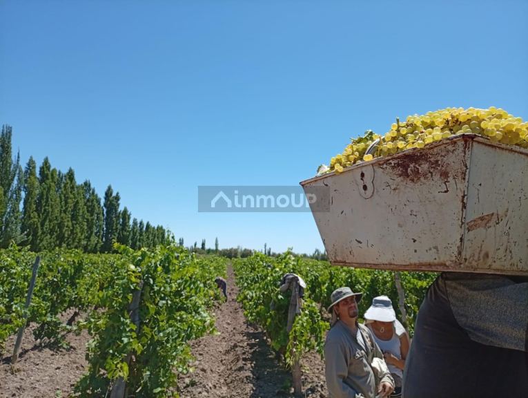 Finca en Venta en Lavalle, Mendoza