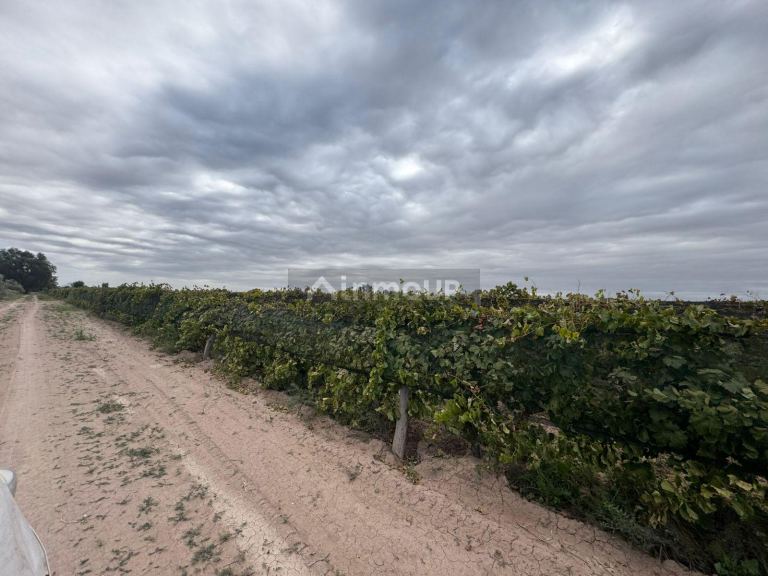 Finca en Venta en Lavalle, Mendoza