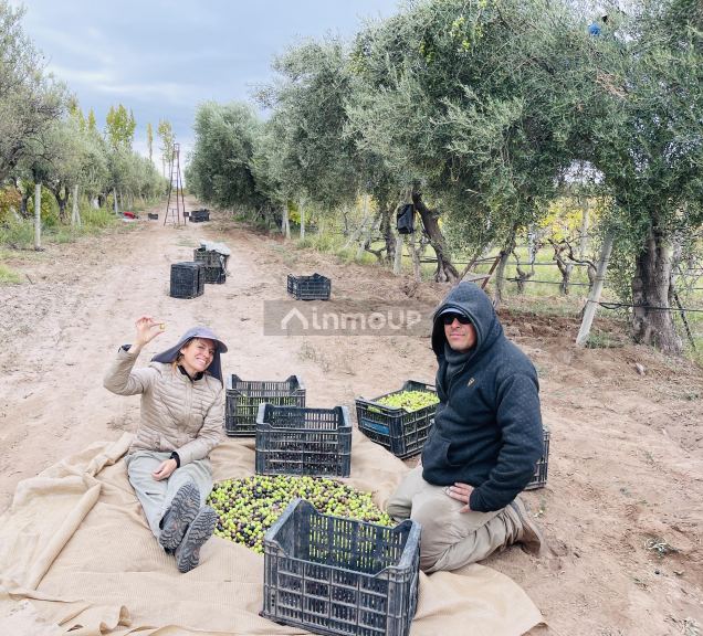 Finca en Venta en Lavalle, Mendoza