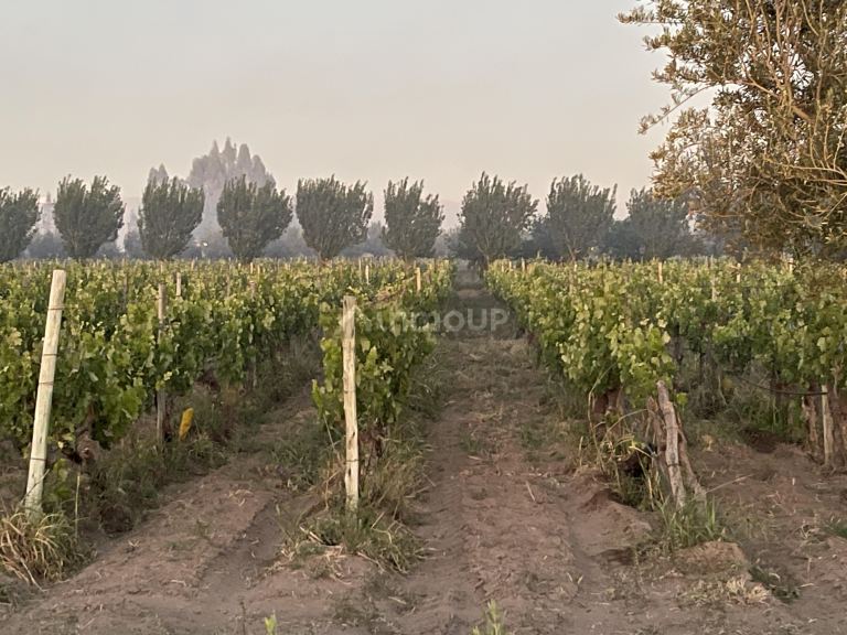 Finca en Venta en Lavalle, Mendoza