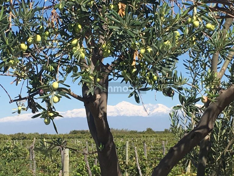 Finca en Venta en Lavalle, Mendoza