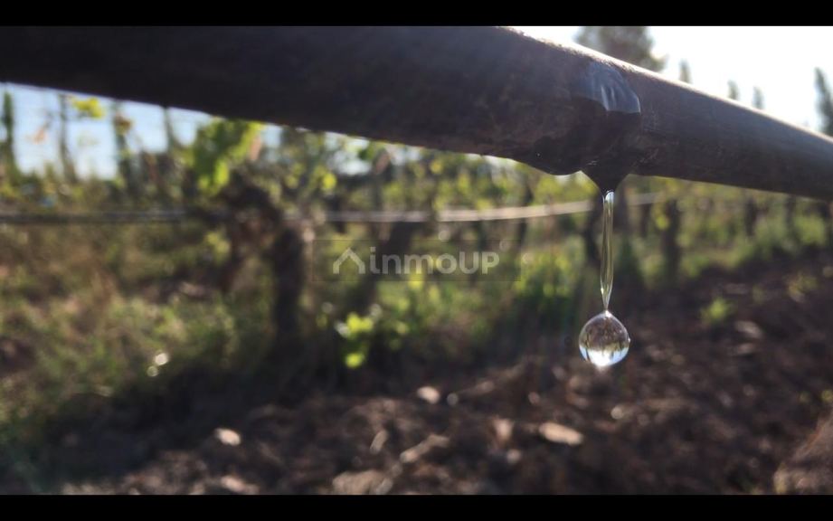 Finca en Venta en Lavalle, Mendoza