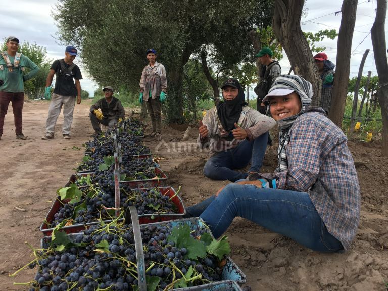Finca en Venta en Lavalle, Mendoza