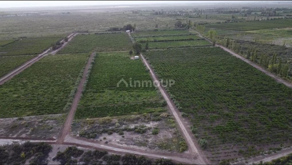 Finca en Venta en Lavalle, Mendoza