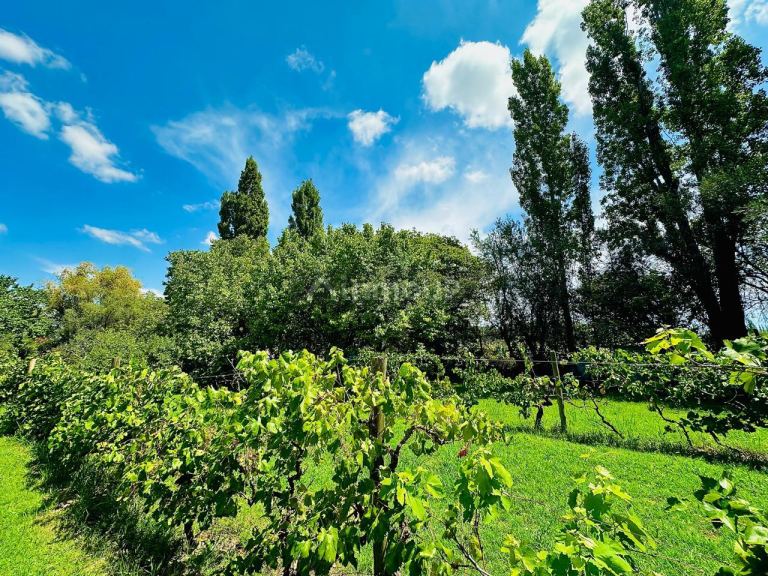 Finca en Venta en Maipu, Mendoza