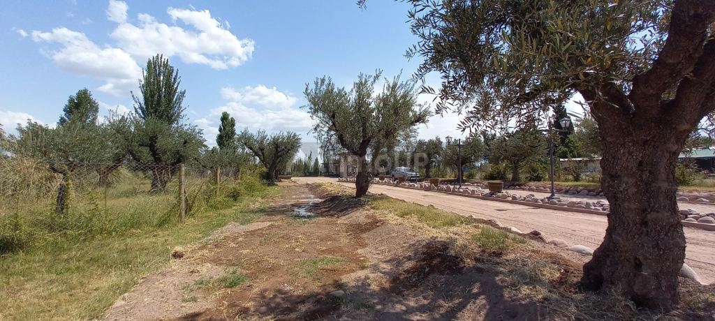 Lote en Venta en Lujan de Cuyo, Mendoza