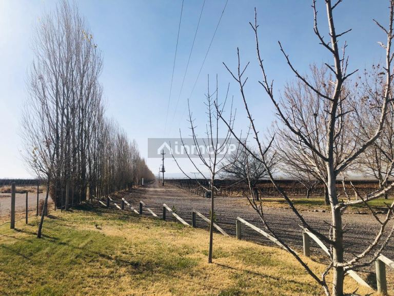 Viñedo en Venta en San Carlos, Mendoza