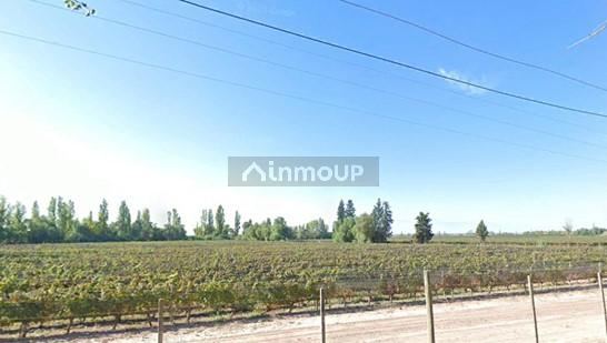 Viñedo en Venta en Maipu, Mendoza