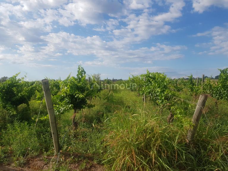 Finca en Venta en Lujan de Cuyo, Mendoza