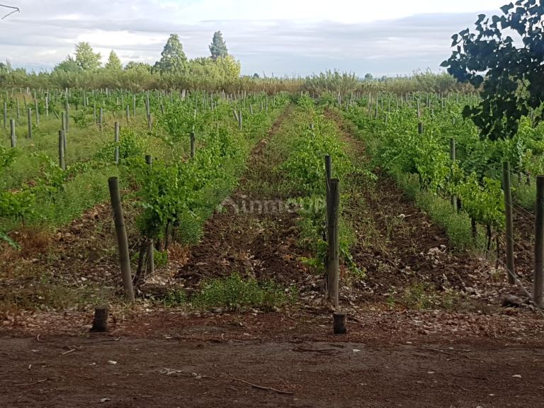 Finca en Venta en Lujan de Cuyo, Mendoza