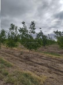 Finca en Venta en Tupungato, Mendoza