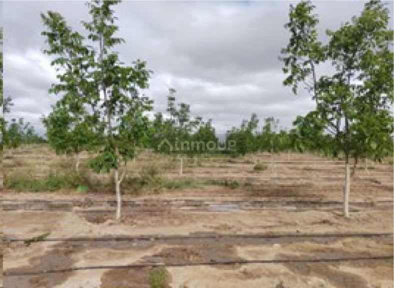 Finca en Venta en Tupungato, Mendoza