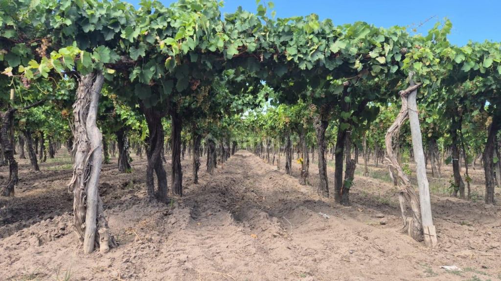 Finca en Venta en San Martin, Mendoza