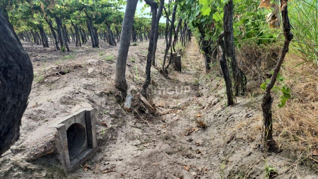Finca en Venta en San Martin, Mendoza