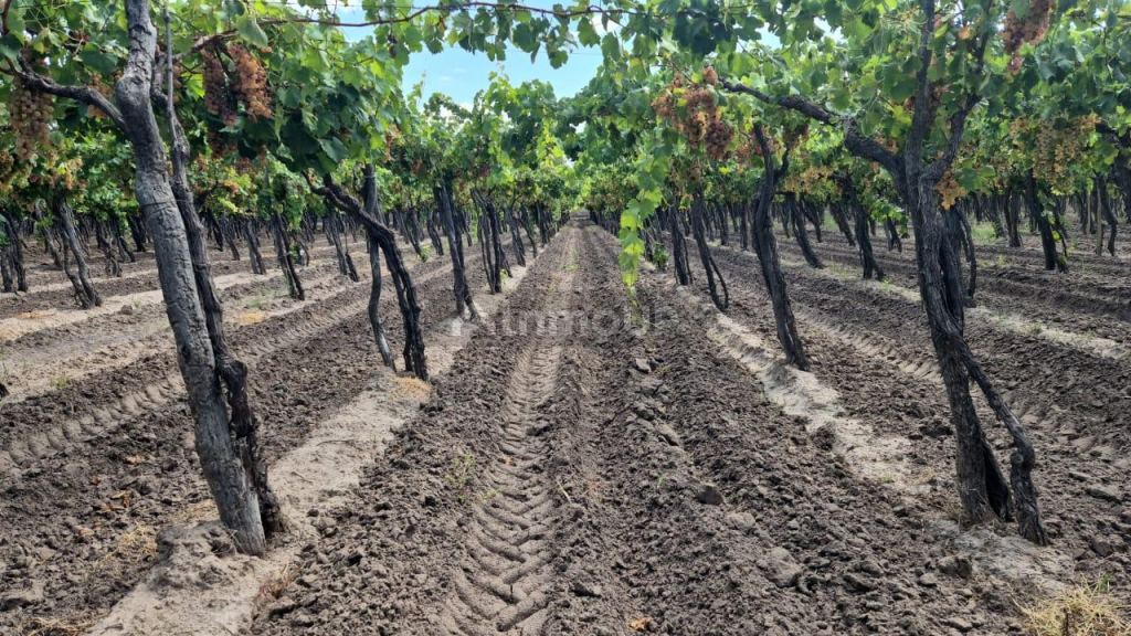 Finca en Venta en San Martin, Mendoza