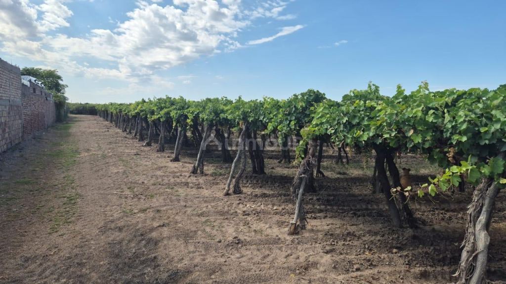 Finca en Venta en San Martin, Mendoza
