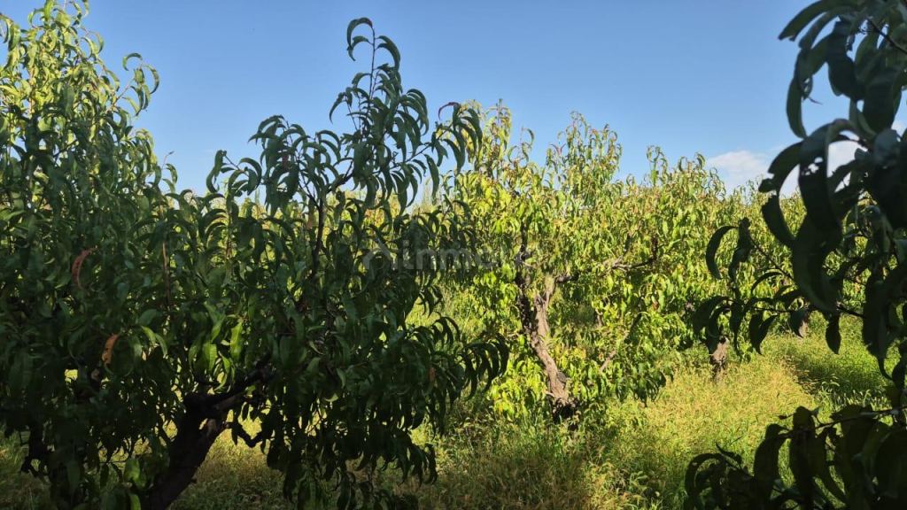 Finca en Venta en San Martin, Mendoza