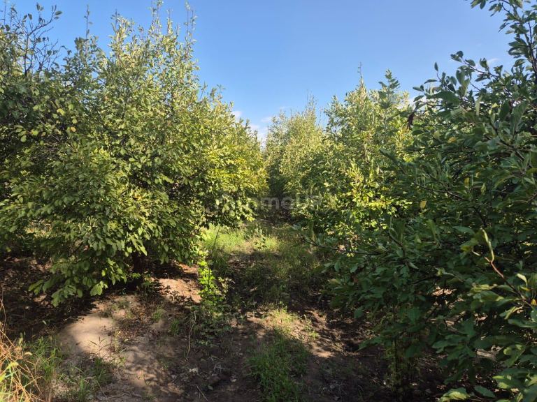 Finca en Venta en San Martin, Mendoza