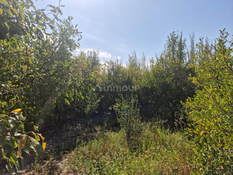 Finca en Venta en San Martin, Mendoza