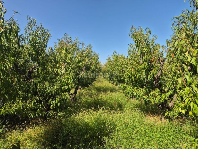 Finca en Venta en San Martin, Mendoza