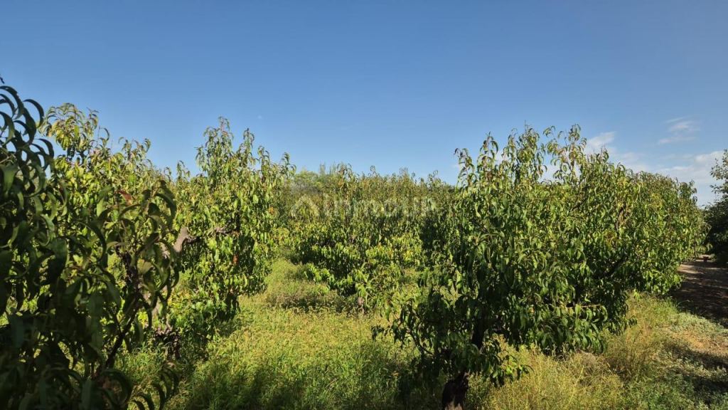 Finca en Venta en San Martin, Mendoza