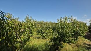 San Martin Cjón. Menacho