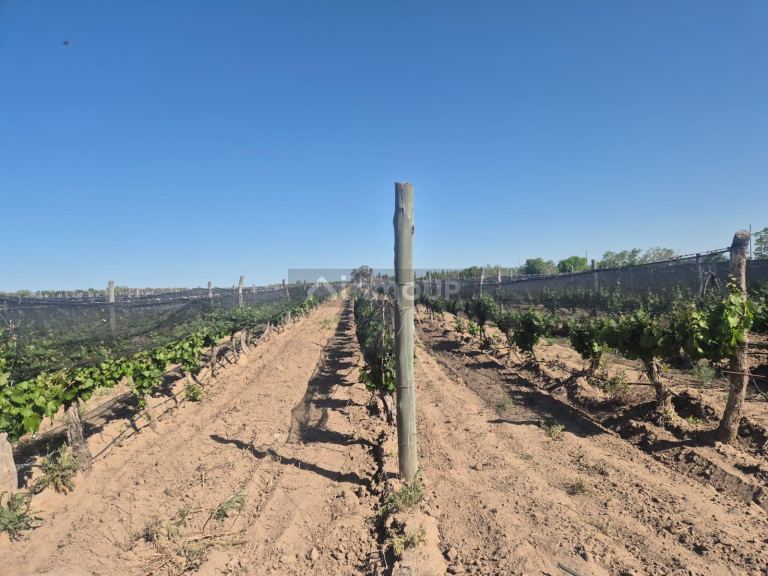 Finca en Venta en Rivadavia, Mendoza