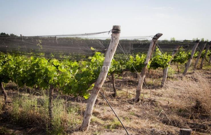 Finca en Venta en Rivadavia, Mendoza