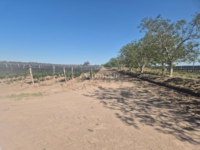Finca en Venta en Rivadavia, Mendoza