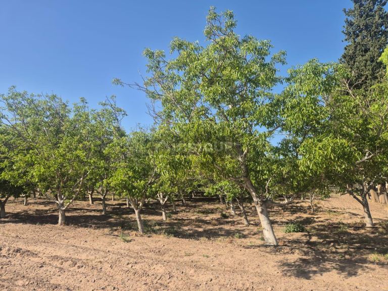 Finca en Venta en Rivadavia, Mendoza